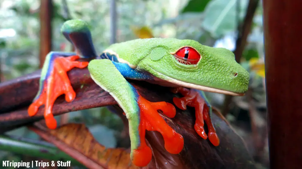 Costa Rica - Green Frog