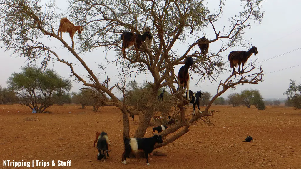 Morocco - Goats On Argan Trees