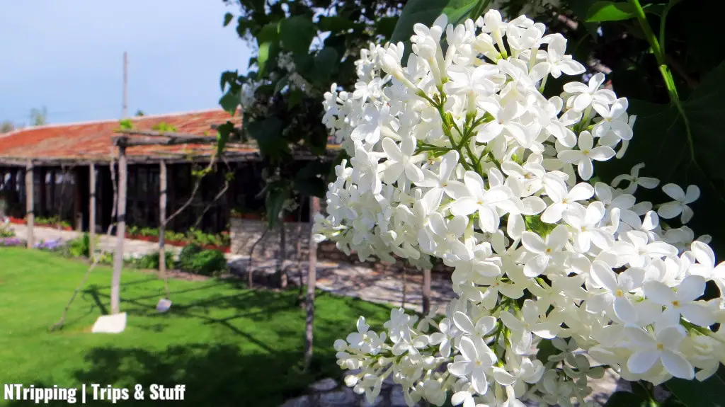 Levana Garden White Lilac