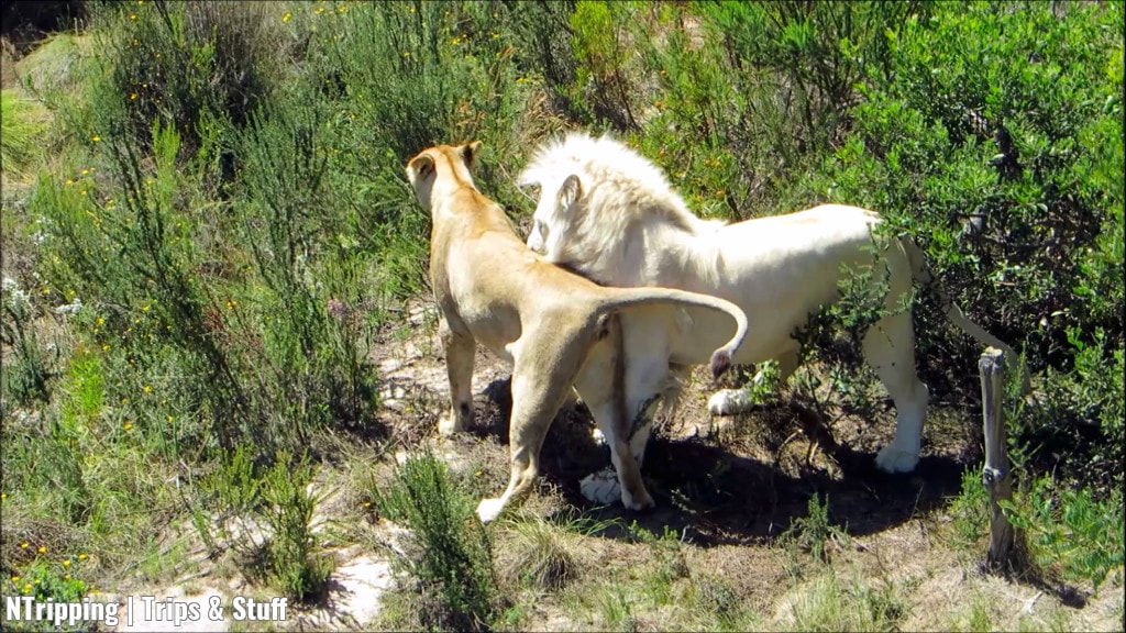 African Lions Playing
