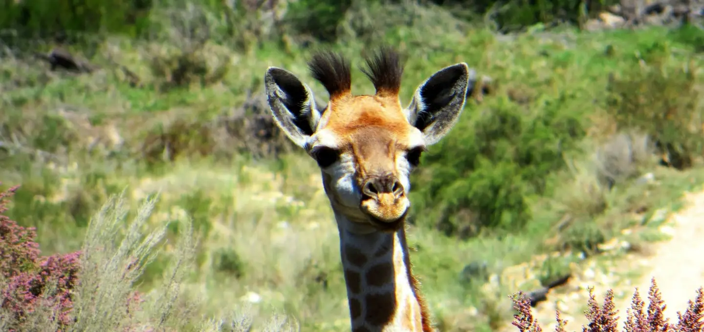 South African Animals