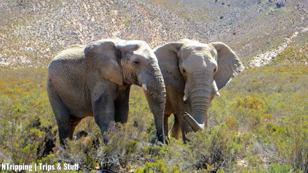 Young Male Elephants