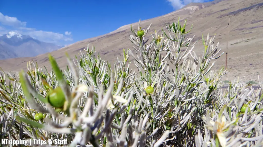 Low Shrub Vegetation In The Pamir Mountains