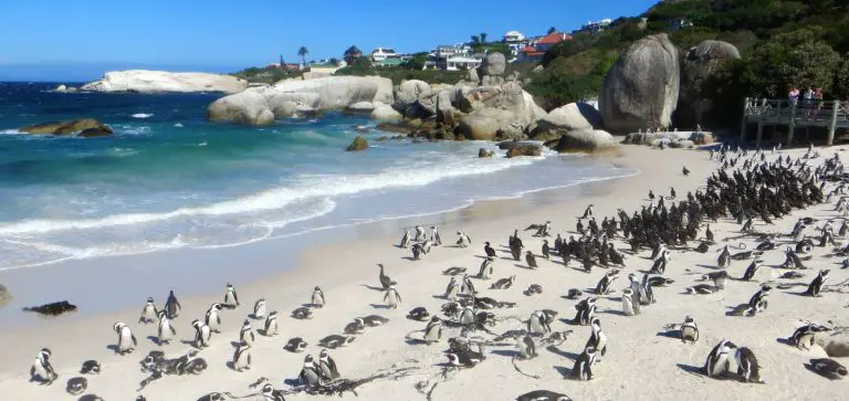 9 Best Cape Town Beaches You Should Visit Right Now