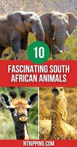 South African Animals Pin